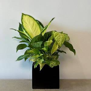 Peaceful Plants