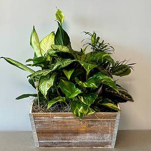 Serene Green Planter
