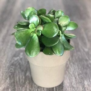 jade plant