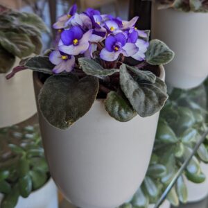 Potted African Violet