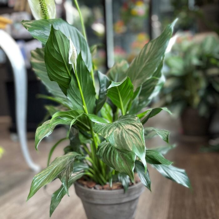 Peace Lily Plant