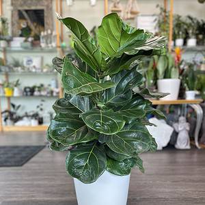 Large Fiddle Leaf Fig
