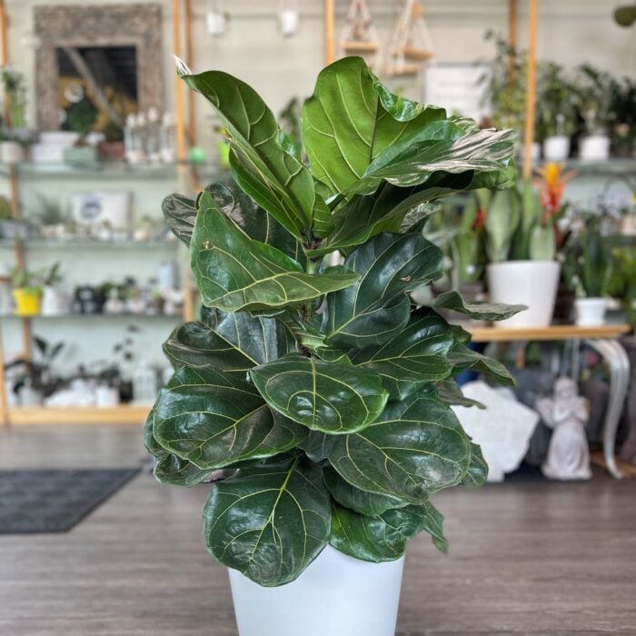 Fiddle Leaf Fig Plant