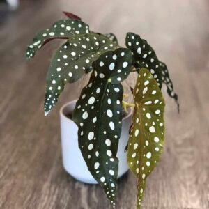 Spotted Begonia