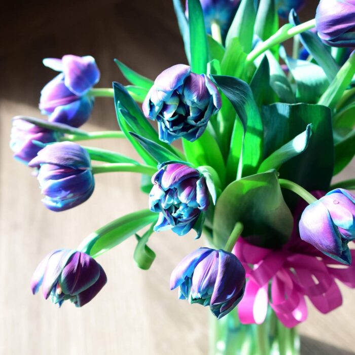 Rainbow Tulips