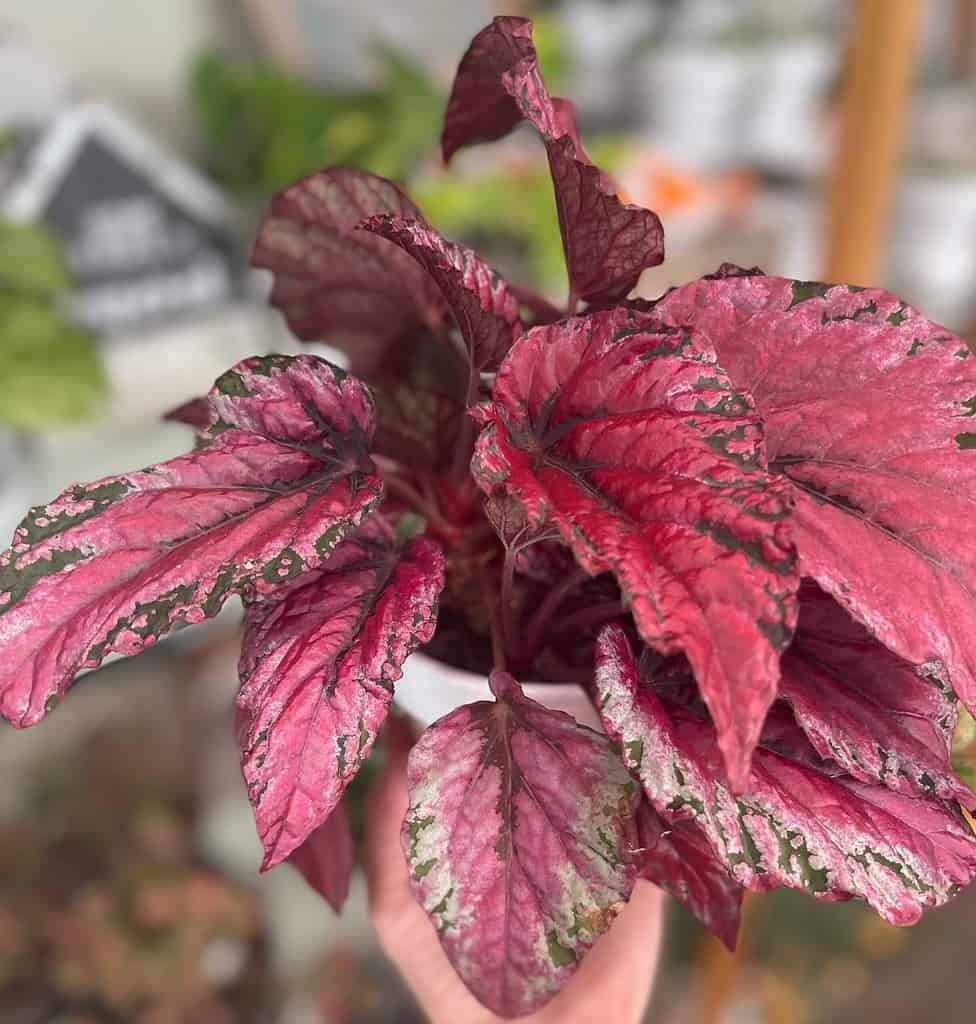 Rex Begonia Care Guide - Plumeria Botanical Boutique