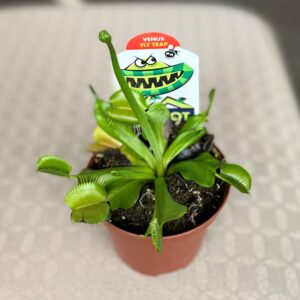 Venus Fly Trap