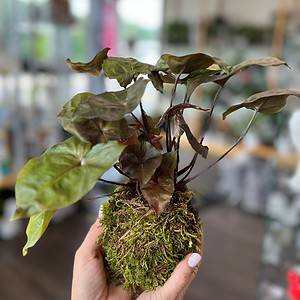 Arrowhead Kokedama Ball