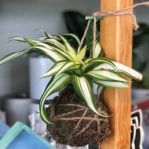 Dracaena Plant