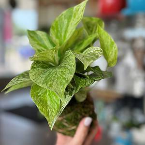 Marble Queen Kokedama Ball