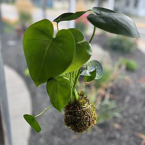 Monstera Moss Ball