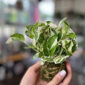 Pearls and Jade Kokedama Ball