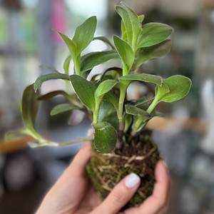 Tradescantia Kokedama Ball