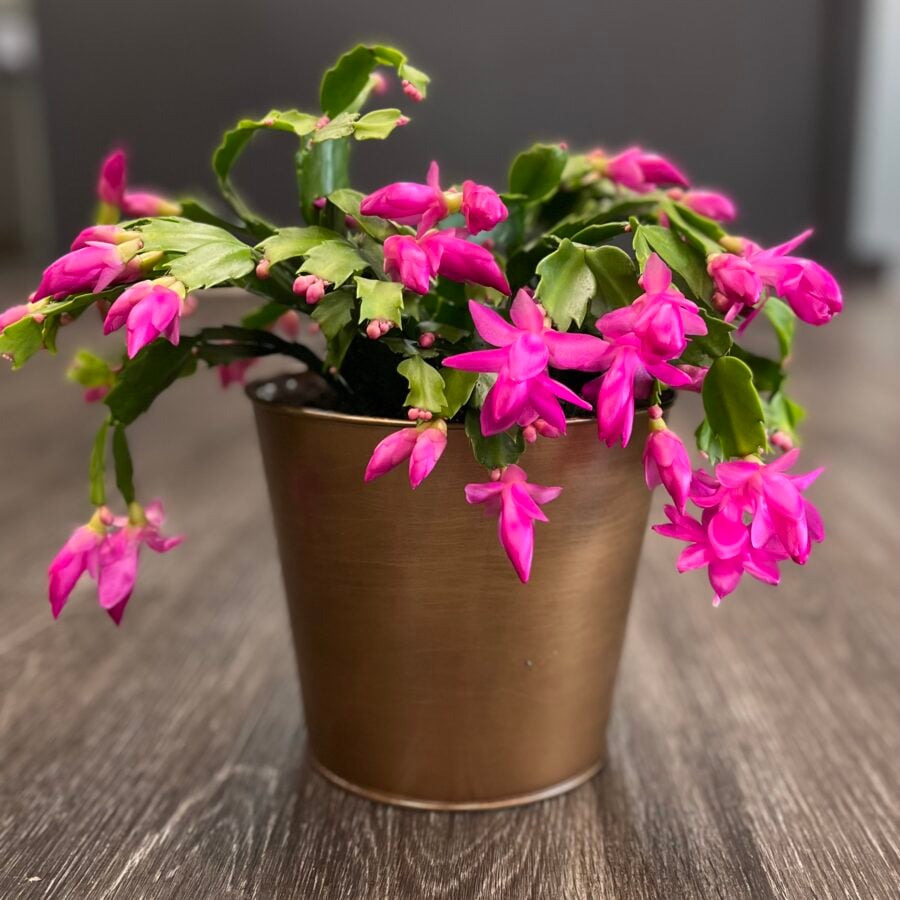 Holiday cactus care