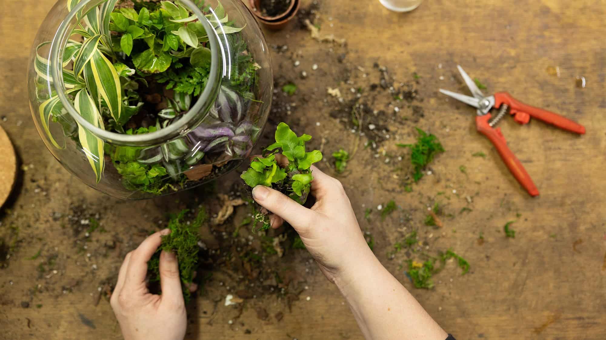 Battle Creek Florist Flower Delivery By Plumeria